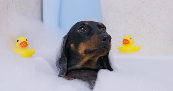 Close Up of a Dachshund Dog Lying in a Warm Bath Filled with Fragrant Foam