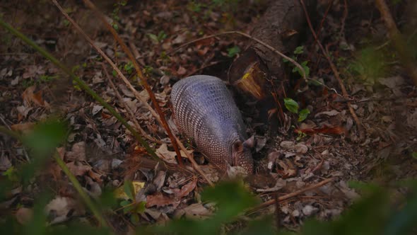 A nine-banded armadillo rummages through the dirt and leaves looking for food.