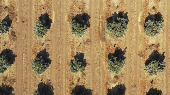 Aerial drone top shot flying backwards over rows of green crops on farm