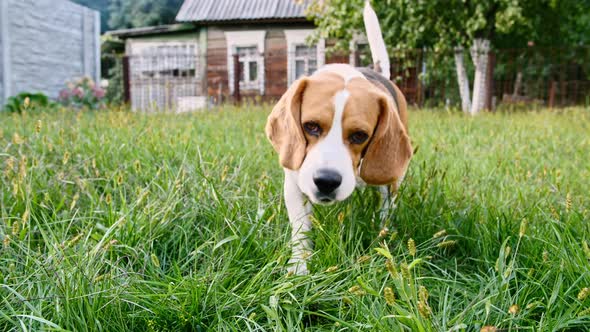 Cute Dog Beagle Sniffed Something at Grass Outdoors Eats Grass