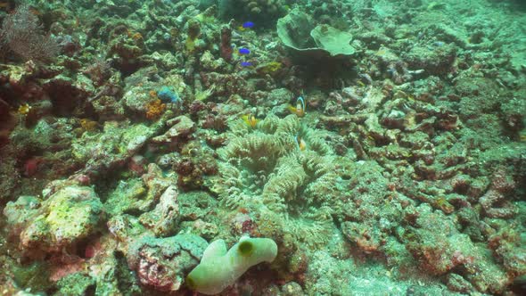 Coral Reef and Tropical Fish