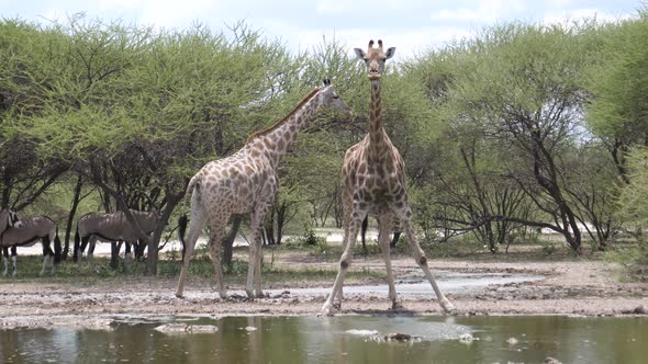 Two giraffe at a waterpool