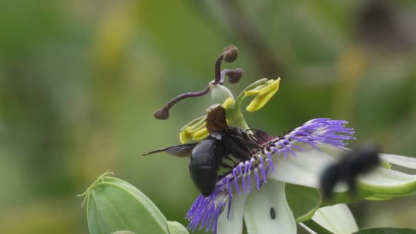 Close up of a blue crown passion flower and black bumblebees flying to collect nectar and help polli