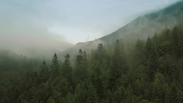 Mystic and Foggy Drone Flight Over the Rainforest in Mountain. Close Up View