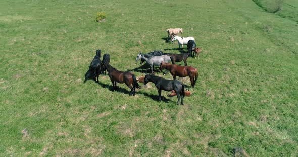 Flight Over Wild Horses Herd on Mountain Meadow. Summer Mountains Wild Nature. Freedom Ecology