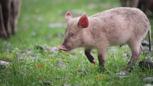 Small piglet on the grassland