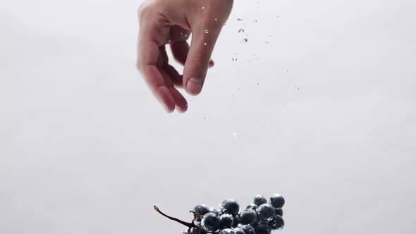 Ripe Black Grapes with Water in Aquarium on a White Background Design Concept