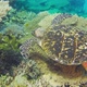 Turtle Swimming in Blue Water - VideoHive Item for Sale