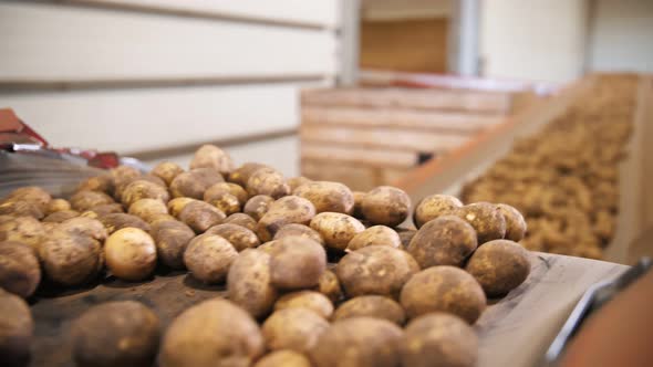 Potato Harvesting