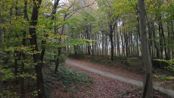 Pathway in the Forest