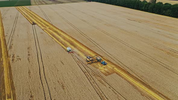 Combine harvesting in the field. High angle shot of the harvesters working in the field