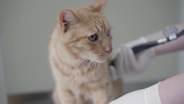 Gloved Hands of Veterinarian Doctor Examining Ginger Cat Using Stethoscope