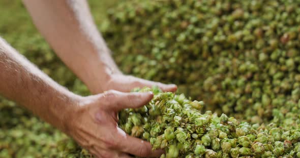 Close Up Hands of a Young Farmer Who Checks the Drying of the Hops and