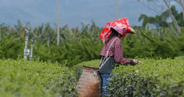 Woman pick the tea leave in the tea garden