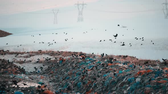 Crows Looking For Food in the Dump