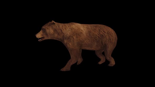 African Bear Walk alt