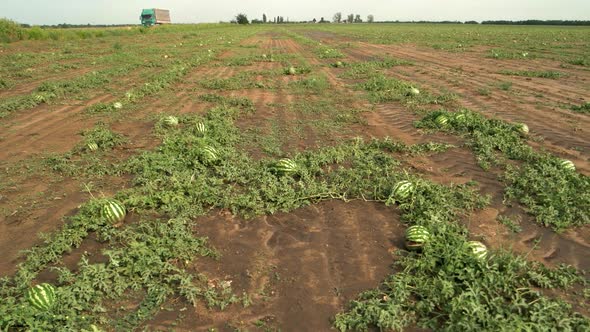 Ripe Watermelons on a Watermelon Field