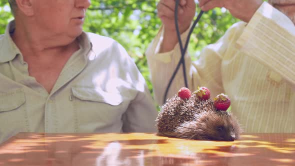 Senior Citizen Takes Stethoscope and Examines Hedgehog