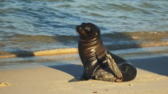 baby sea lion on a beach at isla santa fe in the galapagos