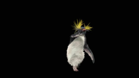 Penguin Dancing HD