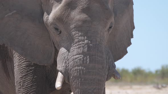 Close up from an elephant 