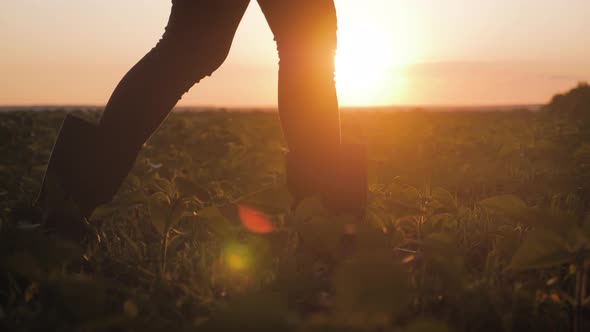 Farmer Girl Walking Beside Green Wheat Field Enjoying the Sun. Female Farmer in Plaid Shirt and Hat