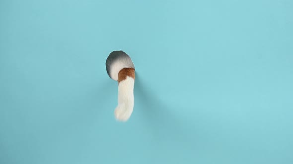 Dog Tail Sticking Out of a Hole in Paper Blue Background