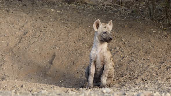 Young Spotted Hyena - Kruger National Park