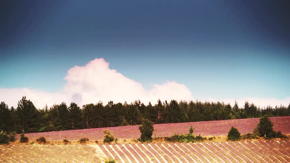 Provence with Lavender Fields,  France. Timelapse