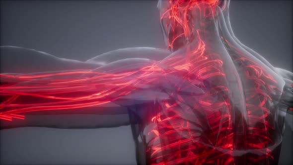 Blood Vessels of Human Body alt