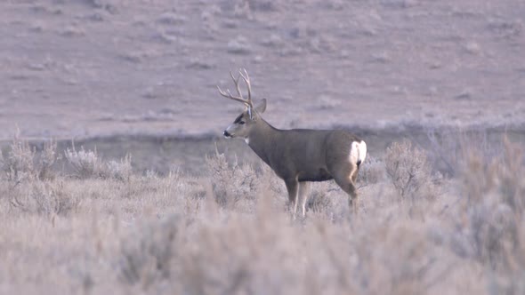 mule deer in the western usa