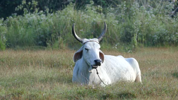 Indian Cow Laying in The Grass
