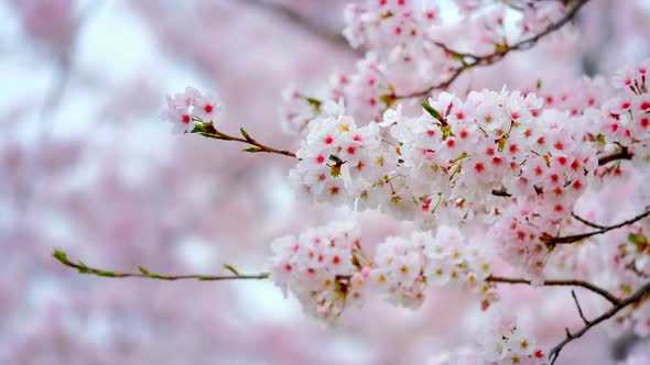 Blooming Sakura Cherry Blossom