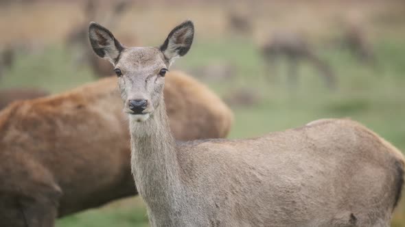 Red deer female looking into camera close up slow motion