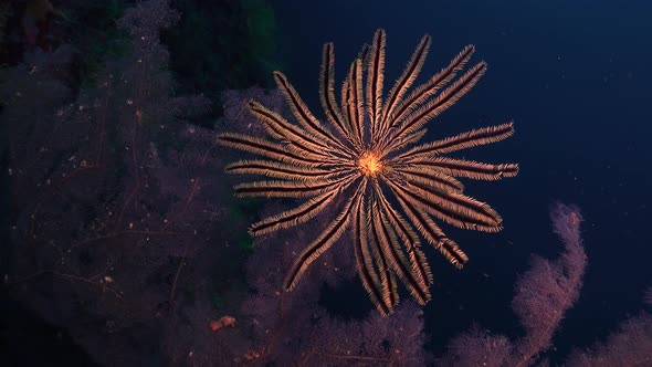 yellow feather star clinging to pink sea fan underwater in the Philippines