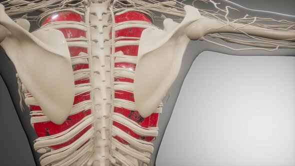 Human Lungs Radiology Exam alt