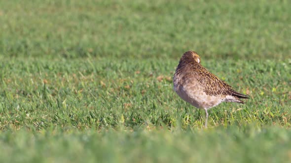 Pacific Golden Plover in Non breeding Plumage Preening Feather, Close