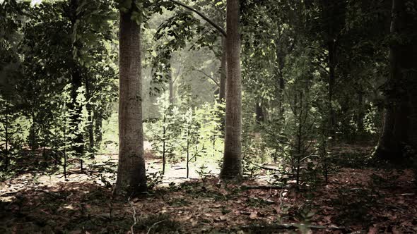 Thick Dark Forest with Moss and Sun Rays Shining Trough