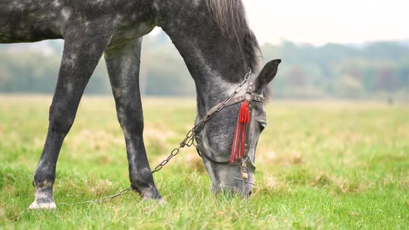 Beautiful Gray Horse Grazing in Green Grassland Summer Field