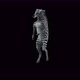 43 Zebra Dancing 4K - VideoHive Item for Sale