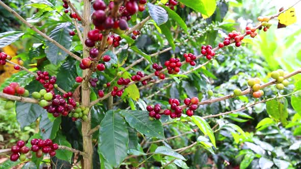 Coffee Tree Full