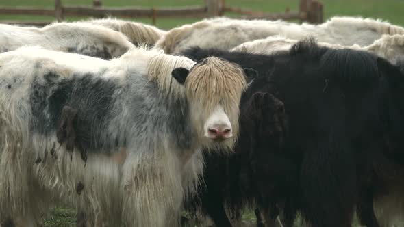 Herd of Long-Haired Yak Flock in Asian Meadow