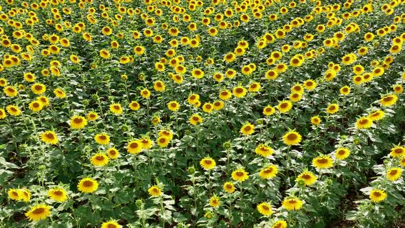Sunflower Crop Used for Food and Animal Feed