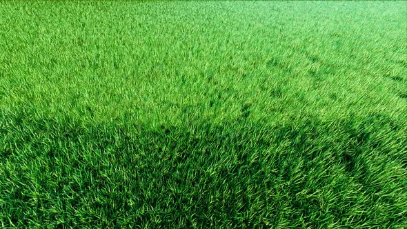 Half Shadowing Grass Garden Aerial View