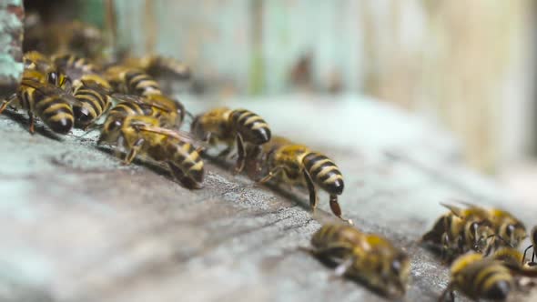 Honey Bees Fly Near Their Wooden Hive and Crawl Along It. Waving Their Wings.