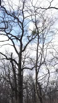 Vertical Video of the Forest with Trees Without Leaves Slow Motion