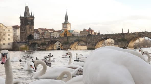 Charles bridge and Vltava river  in capital of Czechia    with bevy of white swans slow motion  1920