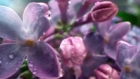 Close Up Of Syringa Blossom
