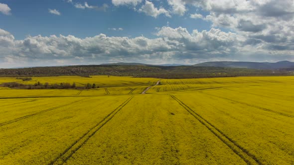 Canola Rapeseed Field. Aerial Drone Shot. The Camera Is Moving Up