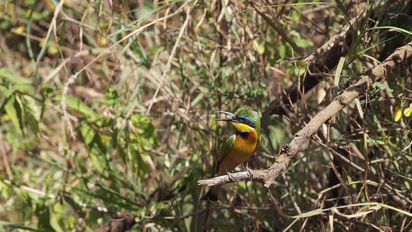 Little Bee Eater, merops pusillus, Adult standing on Branch, in flight, Taking off